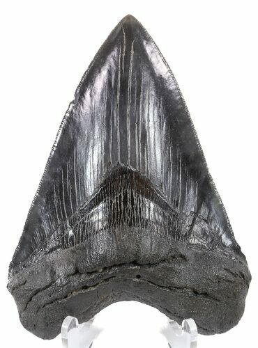 Serrated, Fossil Megalodon Tooth - Glossy Enamel #56509